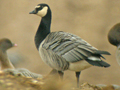 Barnacle Goose x Cackling Goose hybrid